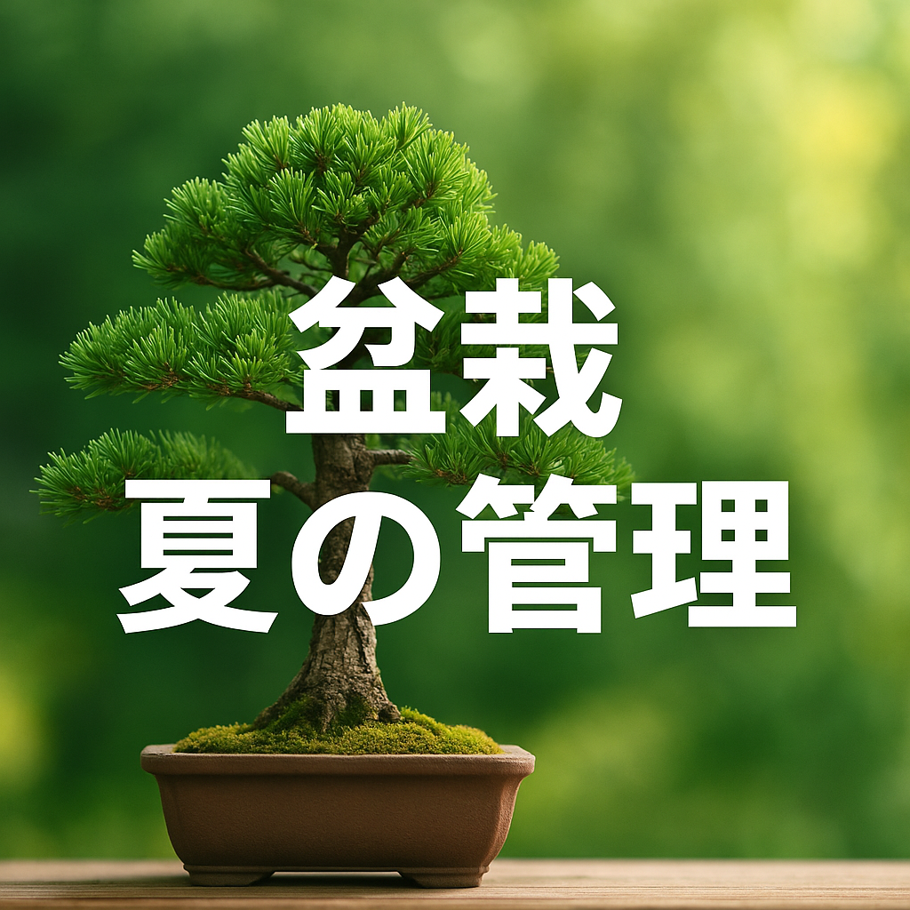夏の日差しを背景にした美しい黒松盆栽。緑の葉が生い茂る中、茶色の鉢に収められた盆栽が涼しげな雰囲気を演出し、「盆栽 夏の管理」という白文字が中央に配置されている。季節ごとの育成ポイントを解説する記事のアイキャッチ画像。