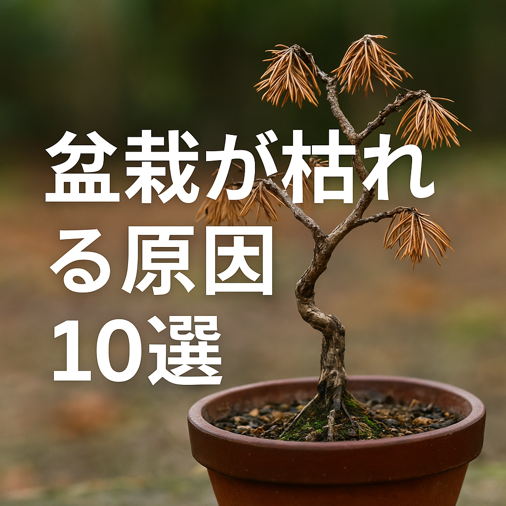 葉が茶色く枯れた盆栽が小さな鉢に植えられ、背景はぼやけた屋外の地面。「盆栽が枯れる原因10選」と大きな白文字が中央に表示され、初心者向けに盆栽の失敗要因を解説する記事のアイキャッチ画像。